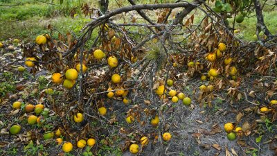 Citrus Forecast Florida