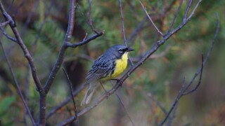 Kirtland's Warbler Michigan