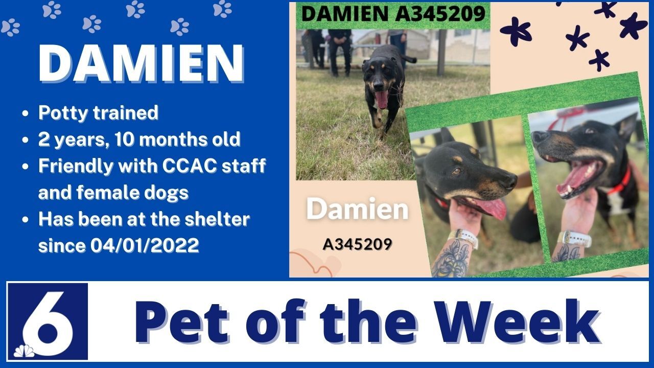 Pet Of The Week: Damien