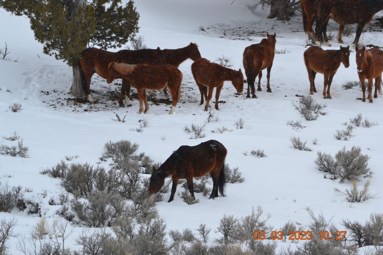 Wild horses in the Triple B HMA showing concerning Body Condition Scores of BCS 2-3.