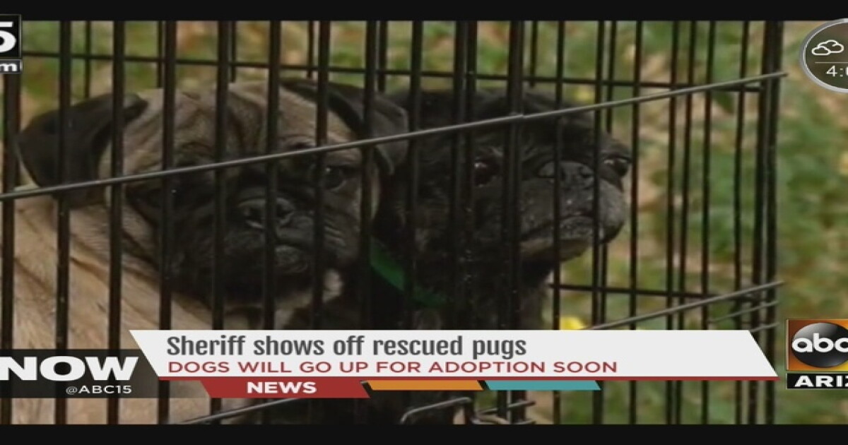 29 puppy mill pugs released to adoption network