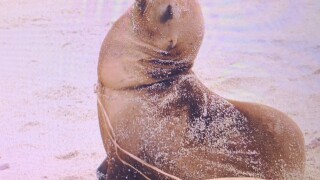 sea lion 1