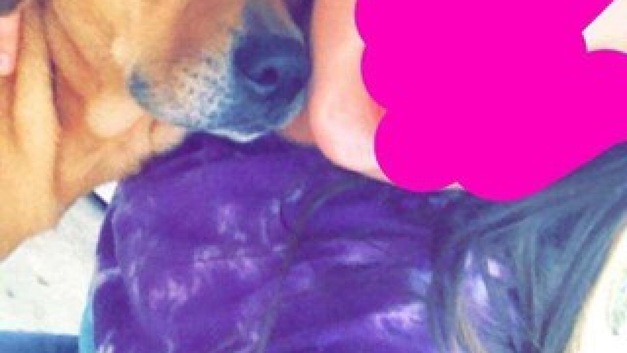 No charges over dog found dead in subzero temps