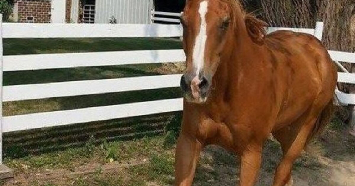 How should horse owners put down their animal?