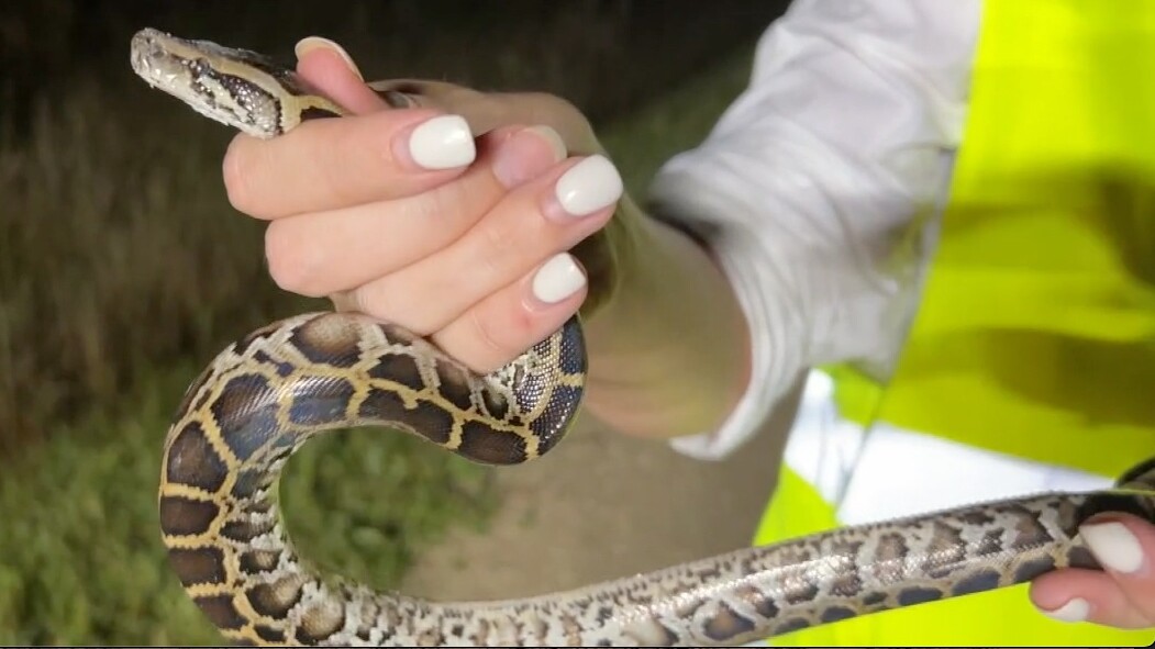 WPTV reporter Meghan McRoberts was with Donna Kalil when she caught this hatching in the Florida Everglades.