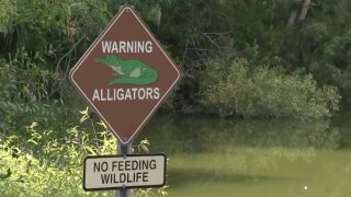Alligator warning sign 