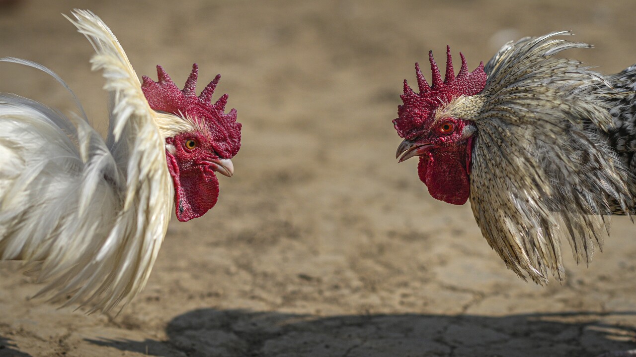 Fighting roosters