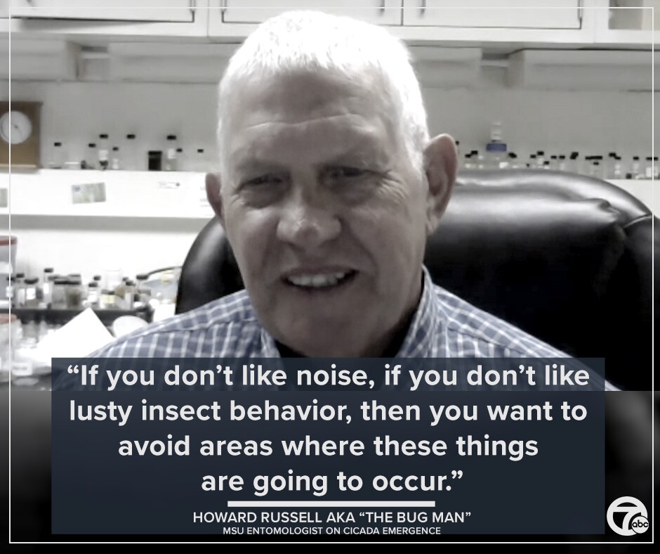 Brood X cicadas might be delayed, however put together for ‘lusty insect habits’