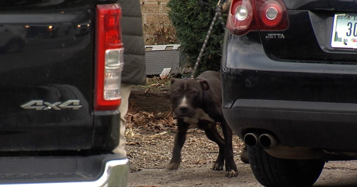 7 indicted in connection with dog fighting, drug trafficking in central Indiana - Vimarsana News