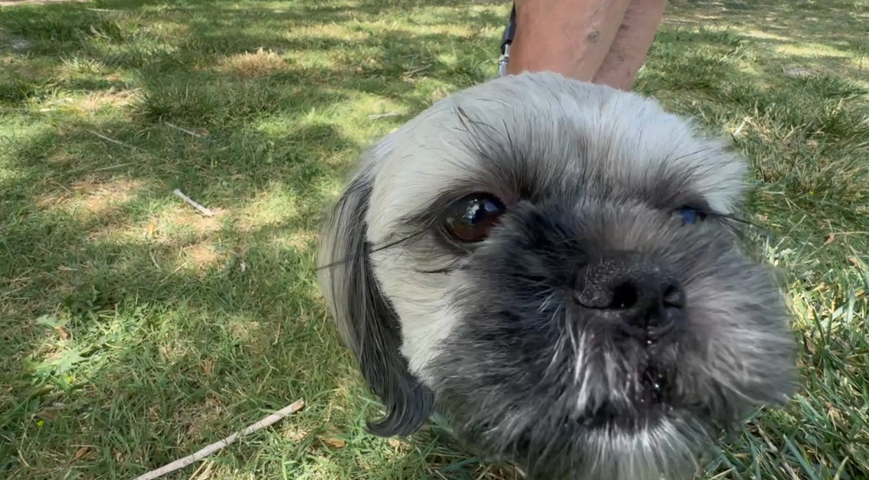 Pet mortician warns of rising heat-related pet deaths as summer approaches