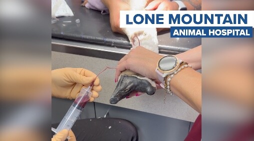 Goose Blood Transfusion