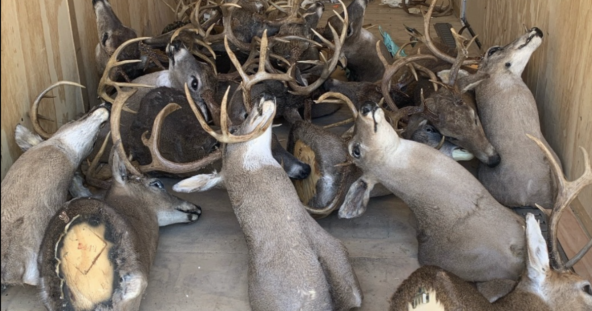 Tennessee wildlife agency concludes extensive investigation on illegal ...