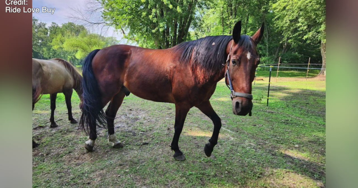 Newaygo Co. family pleads for help finding missing horse, offers $1K reward - Vimarsana News