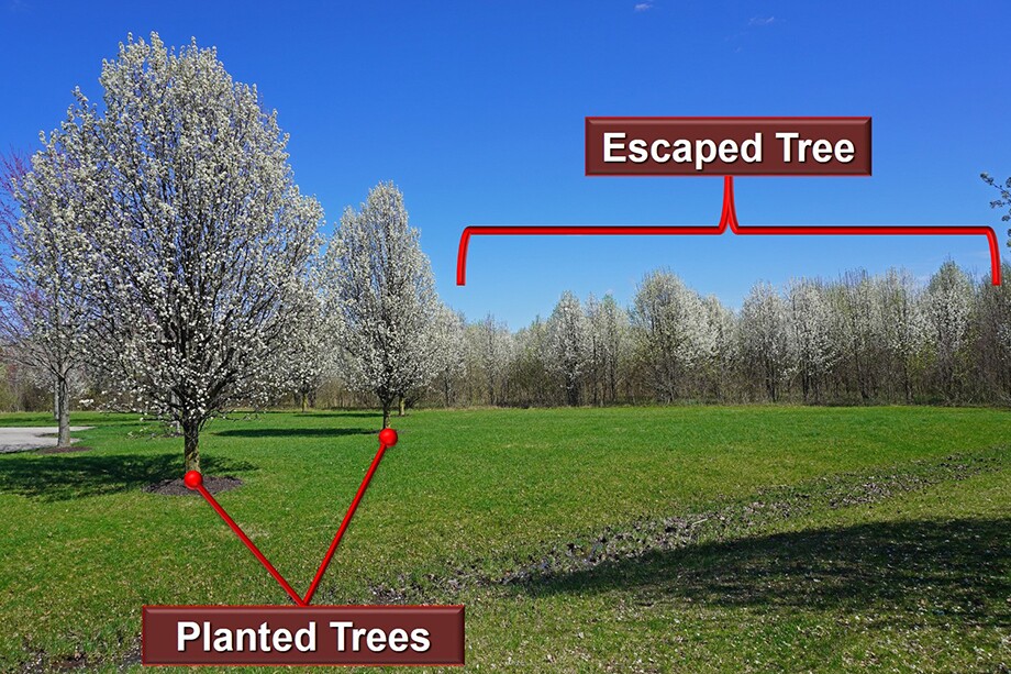 Callery Pear Planted vs Escaped BOGGS.jpg