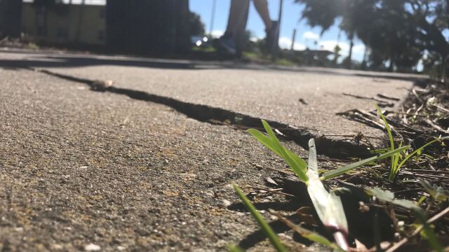 sidewalk crack
