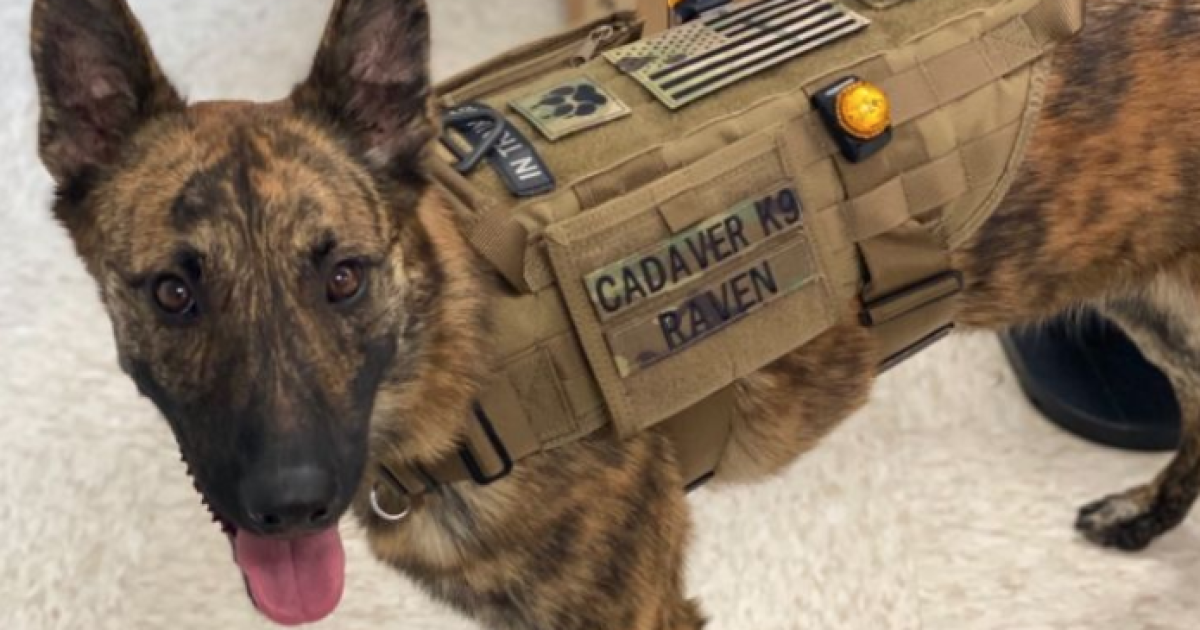 Meet Raven A K9 That Could Help Solve Missing Persons Cases