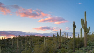 Desert.jpg