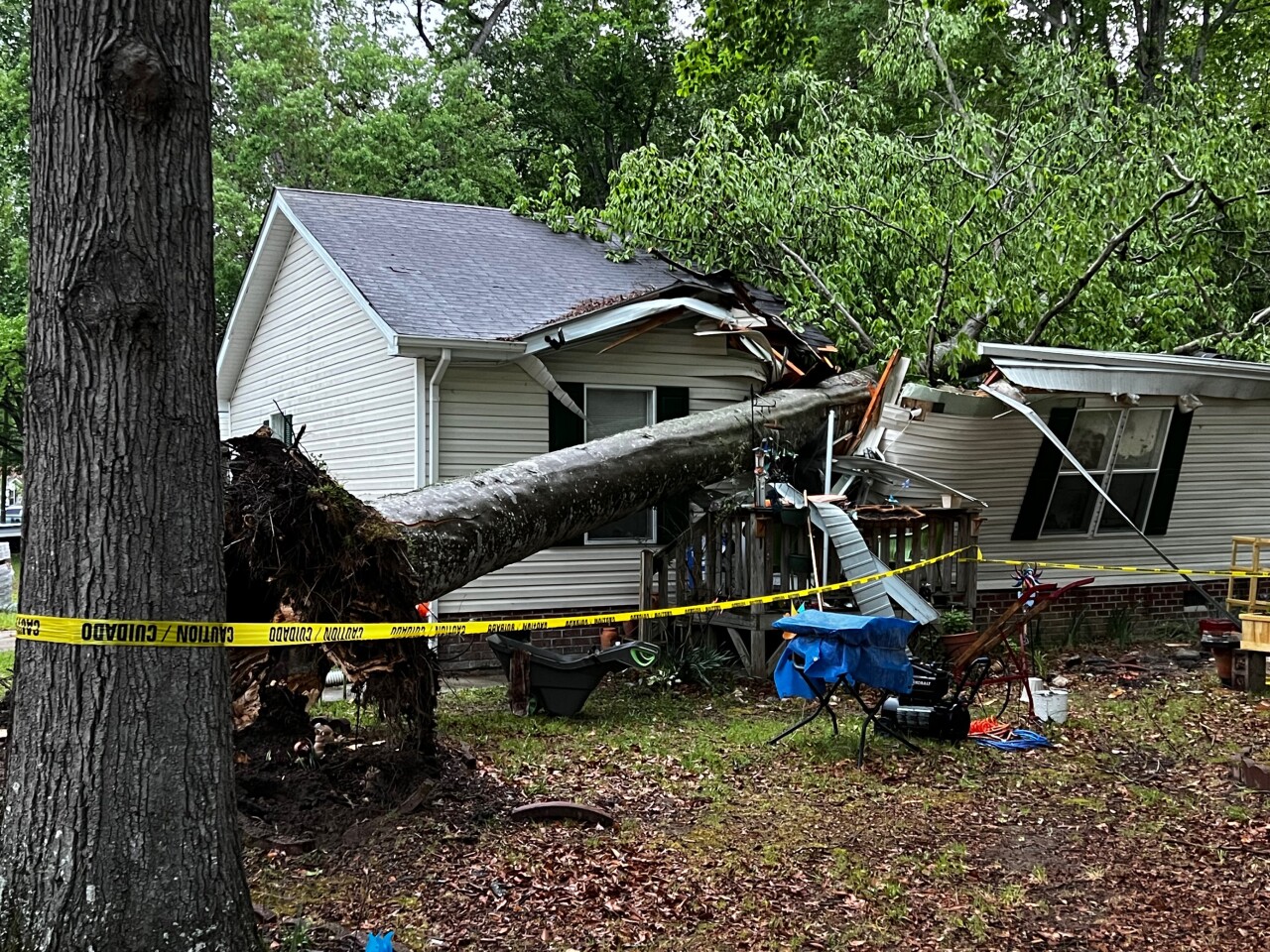 SU Bennetts Way tree on home (April 26)