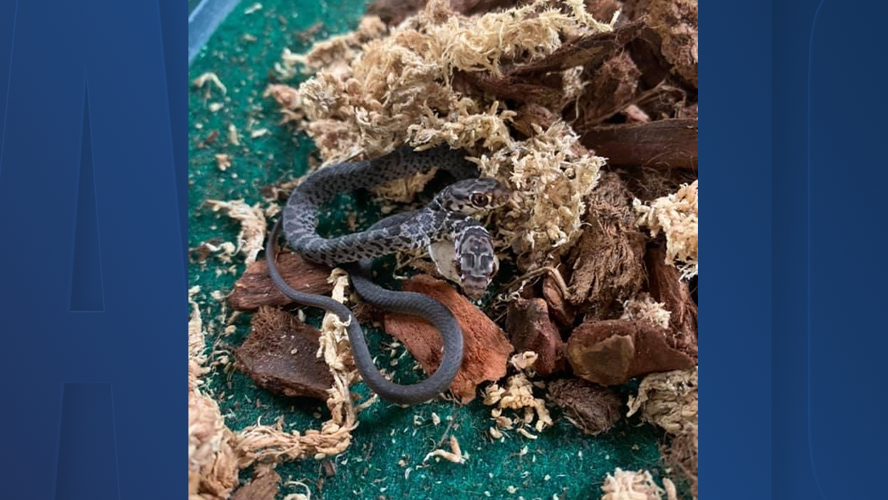 two-headed-snake.png