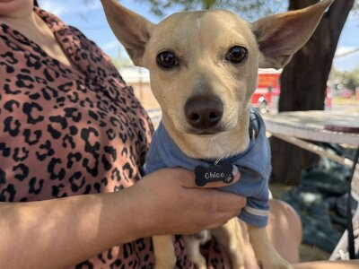 chico-rescue.jfif