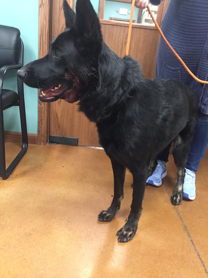 Stark County dog