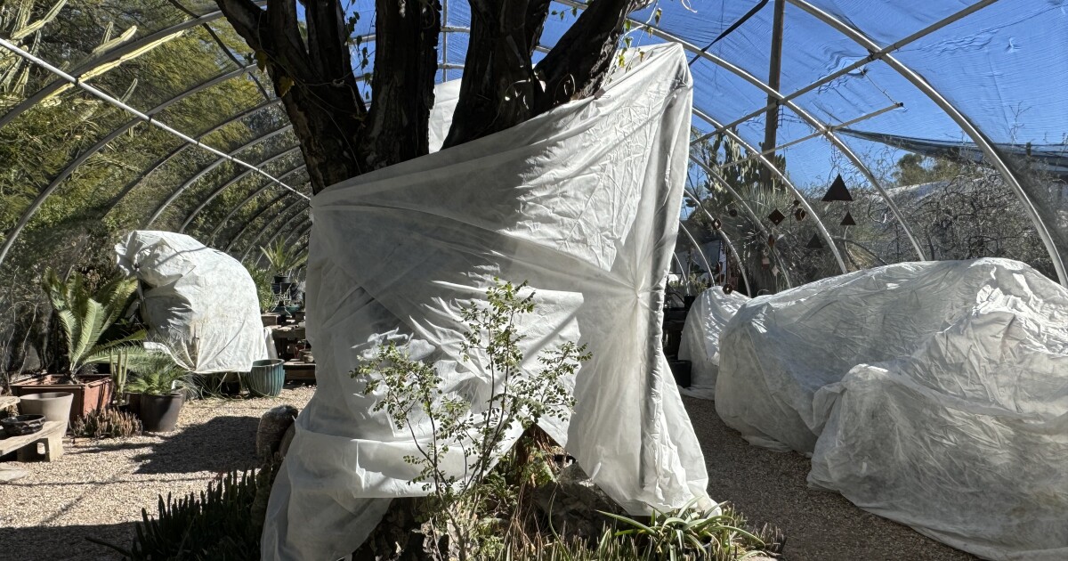 Protecting Your Plants During Cold Weather