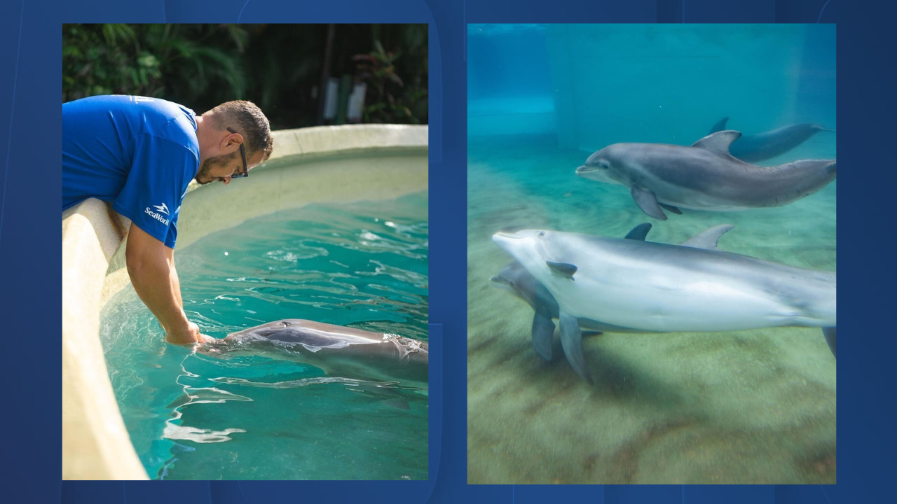 ridgeway dolphin.png