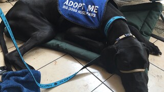 Clear the Shelters 2016