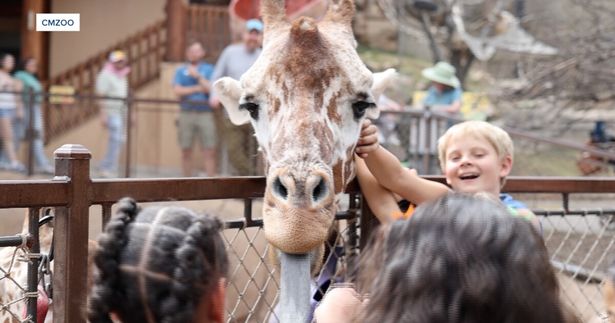 'I think it is the best value in town': Cheyenne Mountain Zoo membership benefits