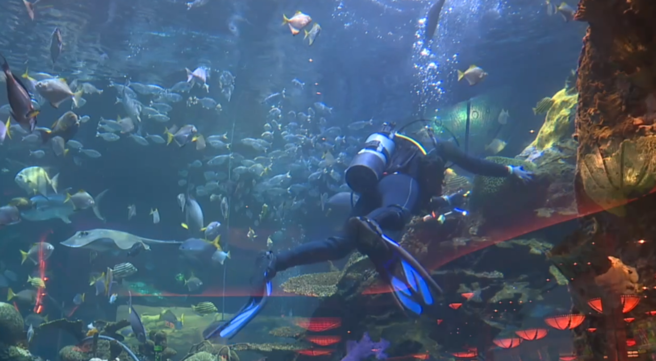 Aquarium, Silverton Aquarium