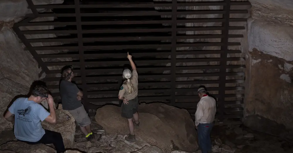"We'd lose one after the next": Texas bats face a pandemic of their own - Vimarsana News