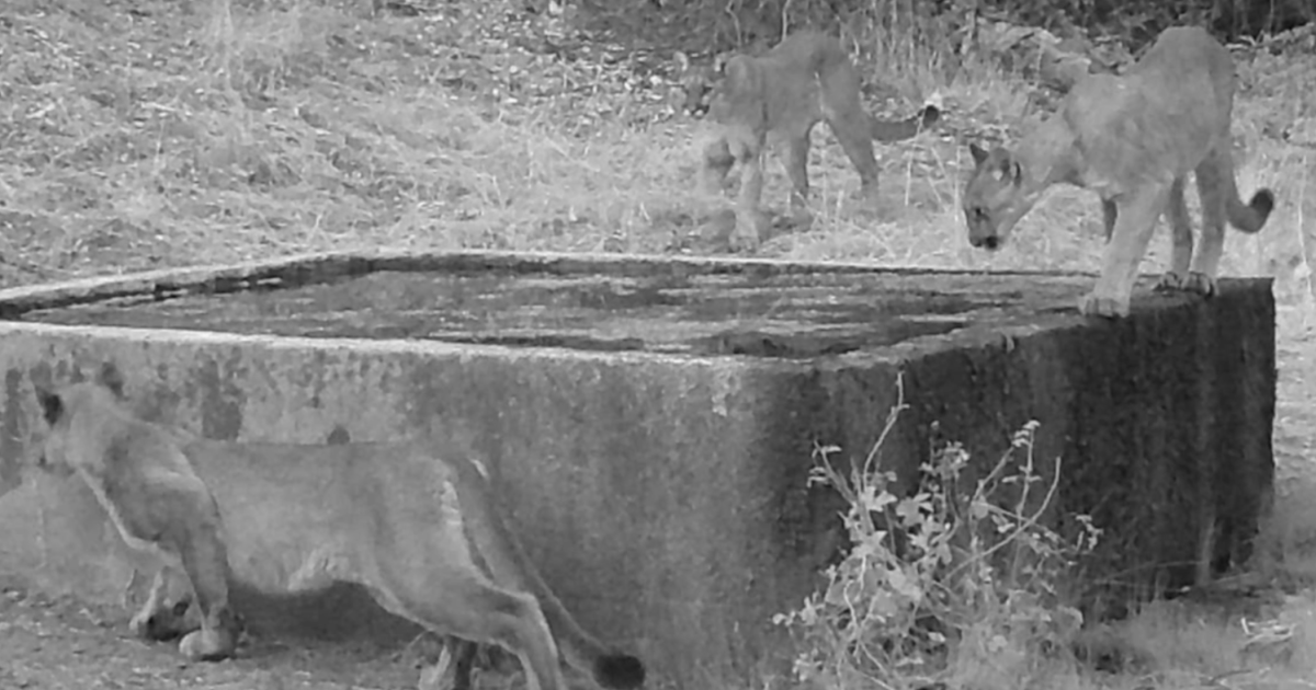 Photo: 10news.com Trail cameras capture mountain lion cubs and moms across San Diego County