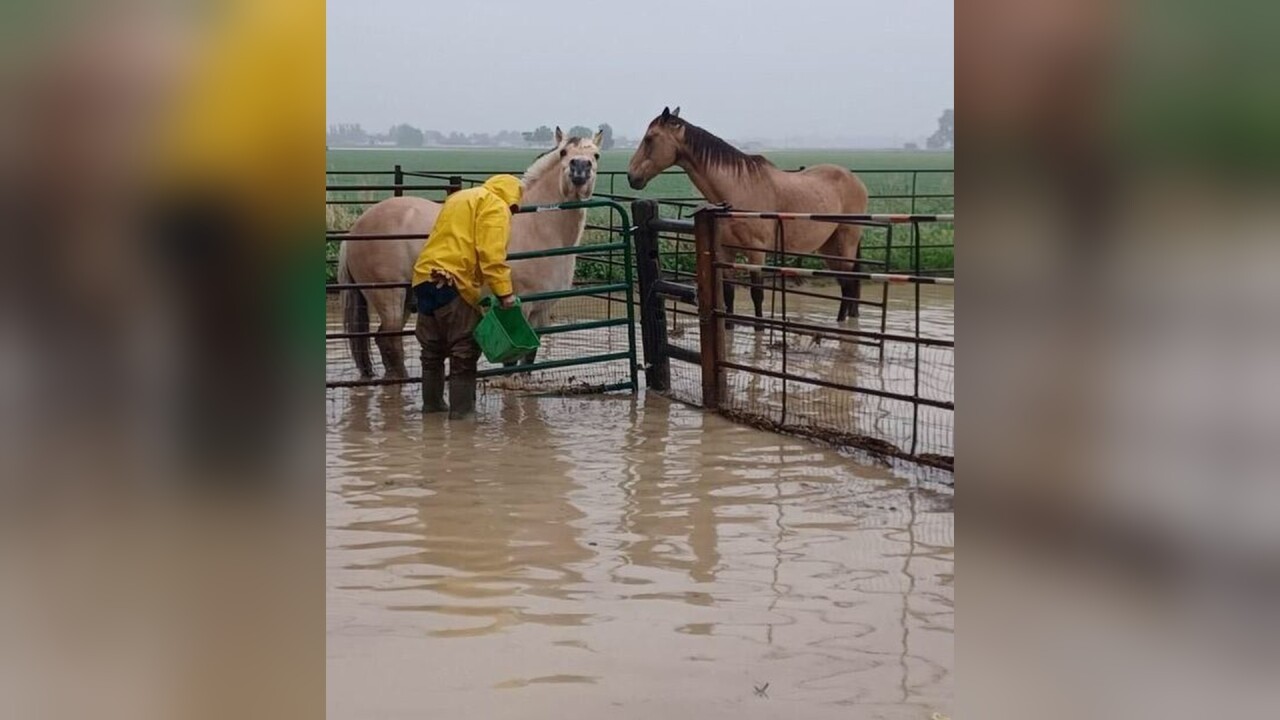 HORSES FLOOD 