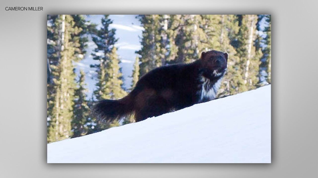 WOLVERINE CAMERON MILLER 1.jpg