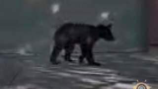 bearcub.jpg