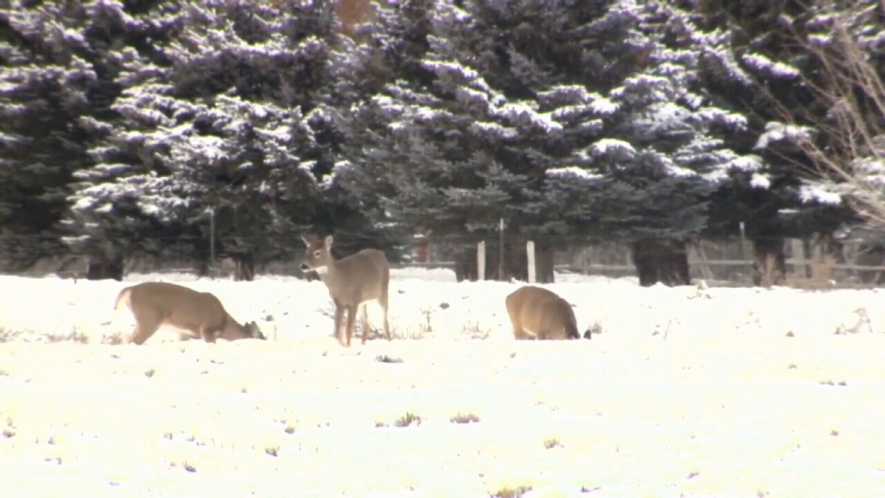 CWD DEER.jpg