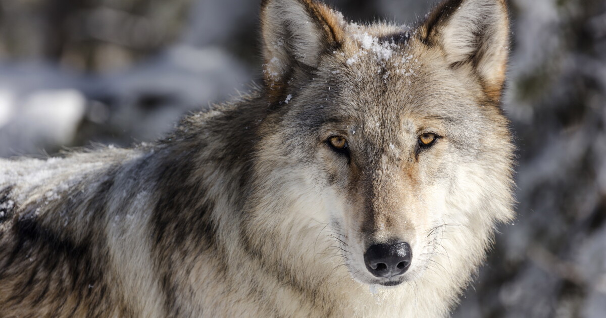 Colorado secures first round of gray wolves for reintroduction from Oregon - Vimarsana News