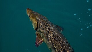 DSK40-226.jpg | Sturgeon Trawl on the DNR Research Vessel "The Channel Cat"