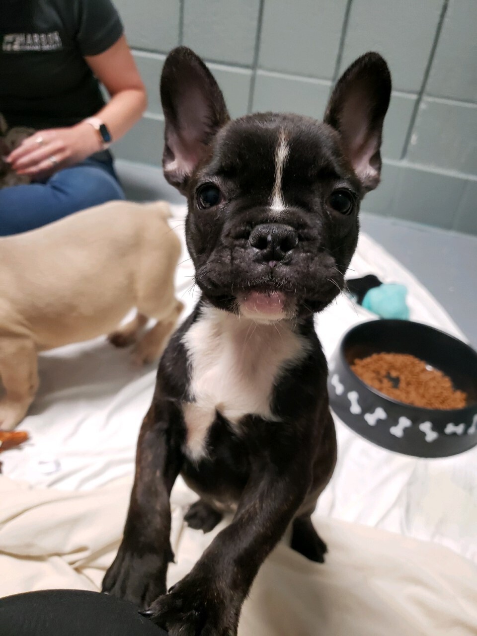 Photo of one of the stolen French bulldogs