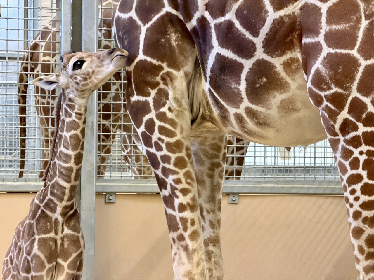 Giraffe calf Hogle Zoo
