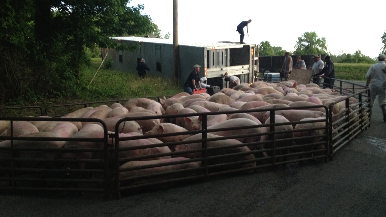 Hog truck overturns on Outland Drive in Isle of Wight