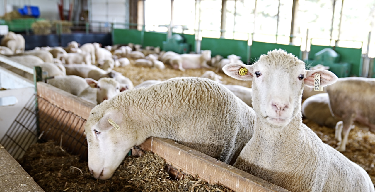 MSU Sheep Teaching and Research Center