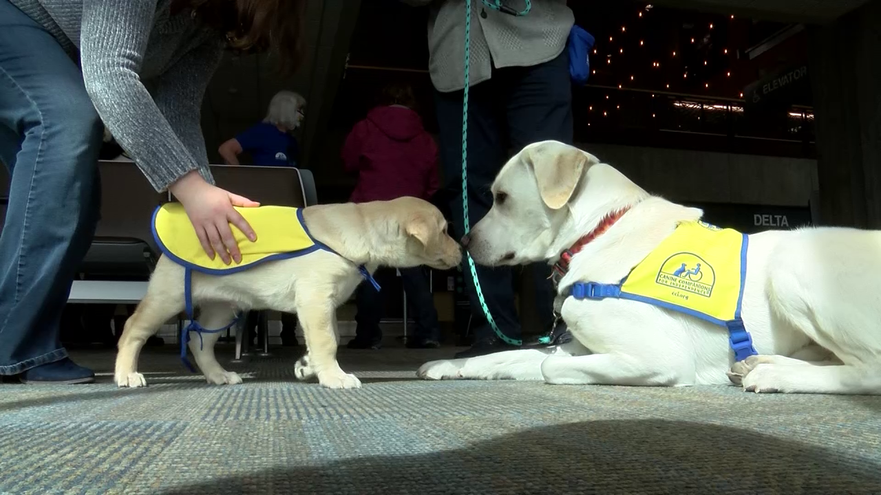 Future service dogs arrive in Great Falls