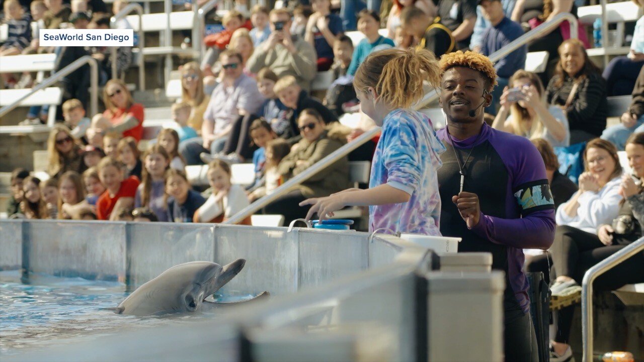 Caleb Bills is part of the dolphin shows at SeaWorld San Diego