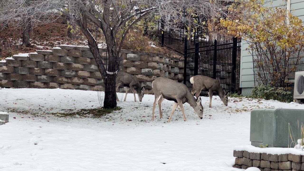 Helena deer