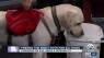 Find the right gift for your dog