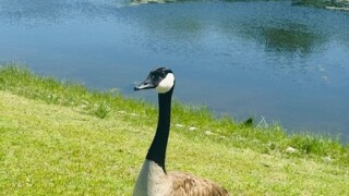 Neighbors asking for help protecting Owasso park wildlife 