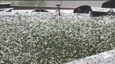 Hail Stones