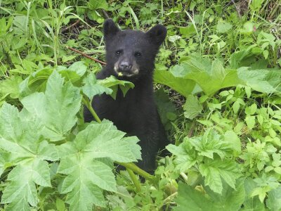 Bears and Berries