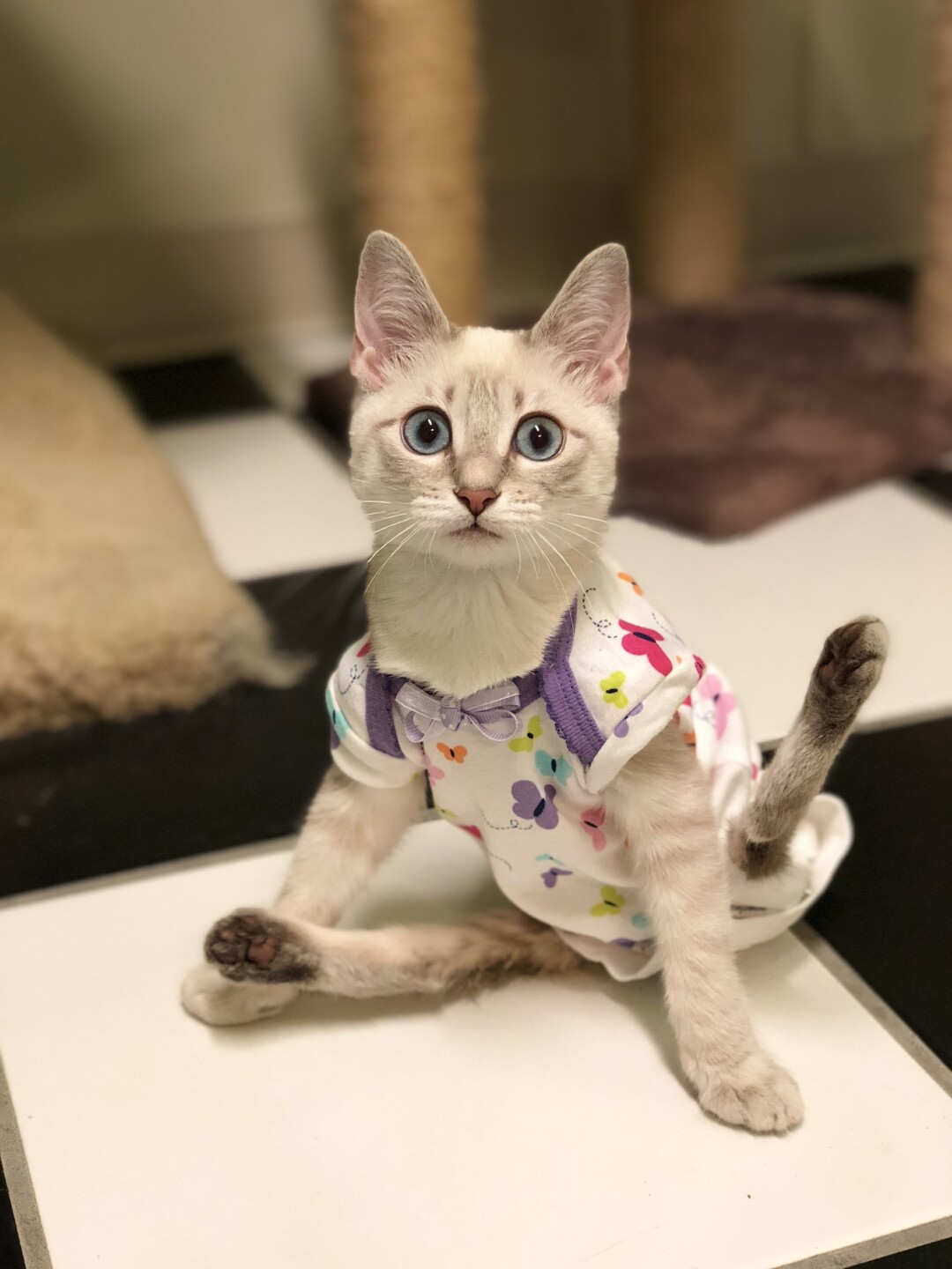 Baby Cecily when she was first brought to The Cattery